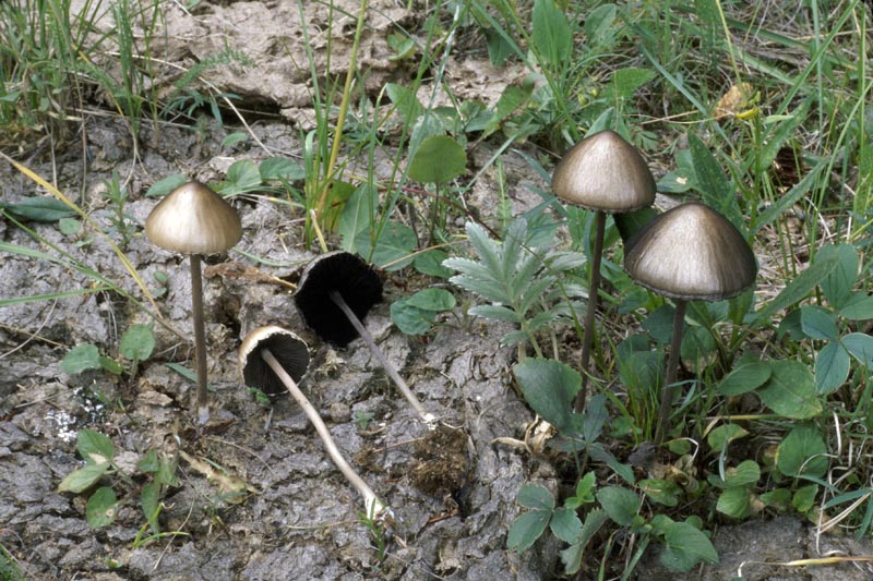 Panaeolus campanulatus group
